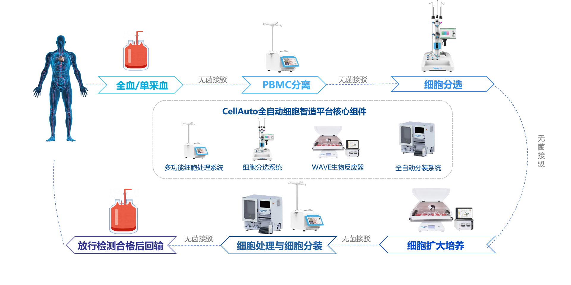 DC 细胞自动化制备工艺
